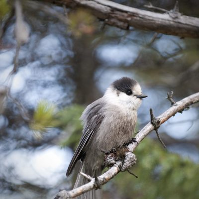 Mésangeai du Canada aussi appelé Geai gris