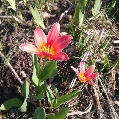 Le printemps s'éveille