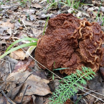 Le gyromitre, comestible mais en modération.