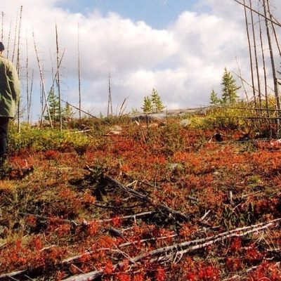 Les États nordiques : un questionnement sur la morts dans un décor surréaliste