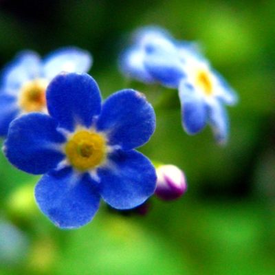 Myosotis