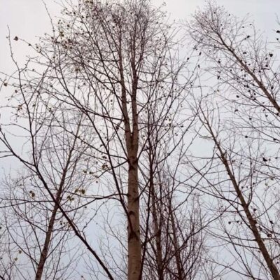 Crédit photo : Lise Millette